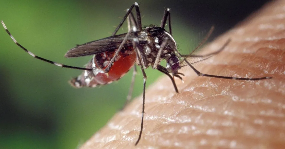 Foto ilustrativa mostrando ações de controle ao mosquito Aedes aegypti em residências.