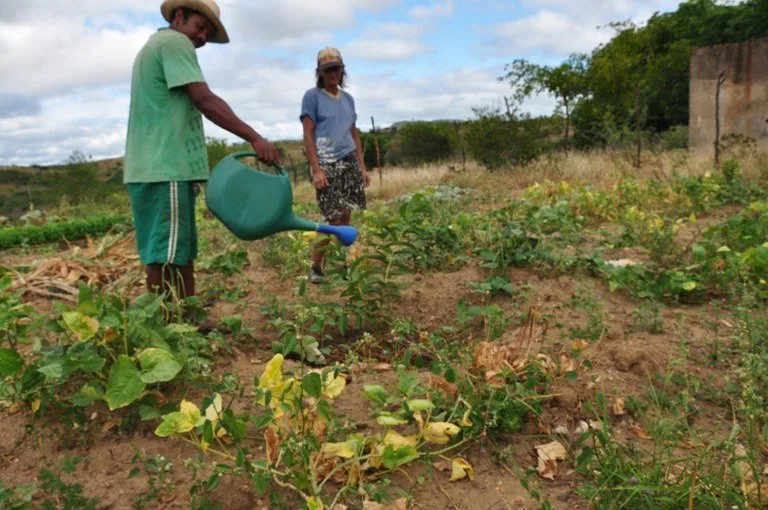 Plantação atendida pelo Programa Agroamigo do Banco do Nordeste.