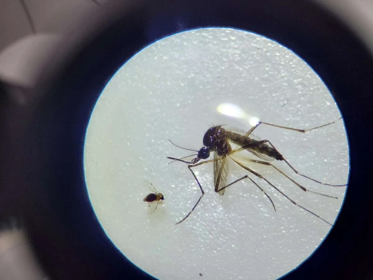 Profissionais de saúde realizando inspeção em residências para controle de dengue no Ceará.