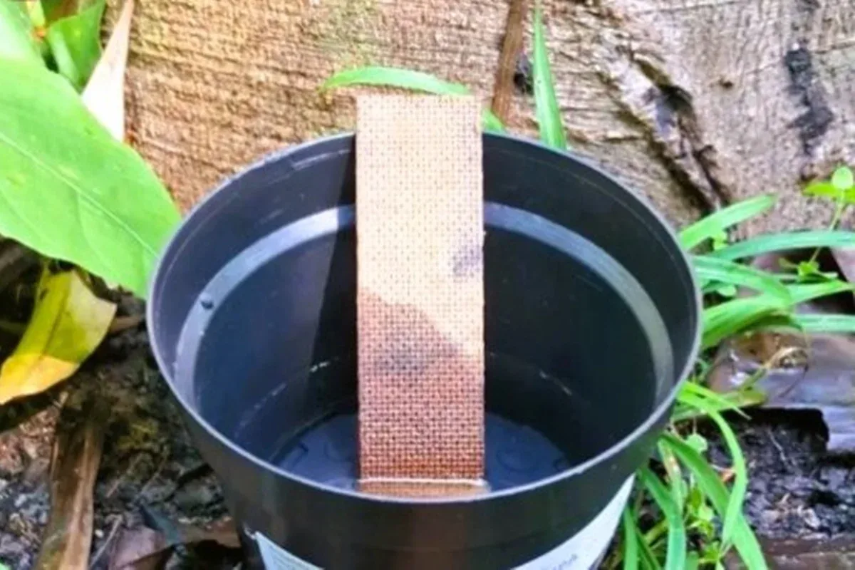 Imagem colorida mostra armadilha feita para mosquitos utilizada em estudo do Instituto Nacional de Pesquisas da Amazônia.
