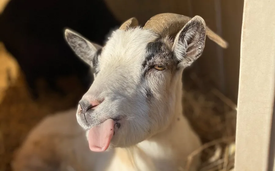Pesquisadores em laboratório de medicina veterinária.