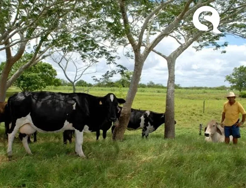 Bovinocultura de leite | Produtores da região de Sobral participam de projeto para o desenvolvimento da atividade