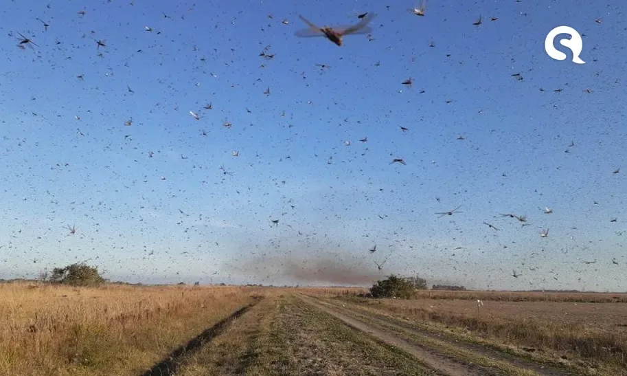 Praga de gafanhotos leva Ministério da Agricultura a declarar estado de emergência fitossanitária no RS e SC