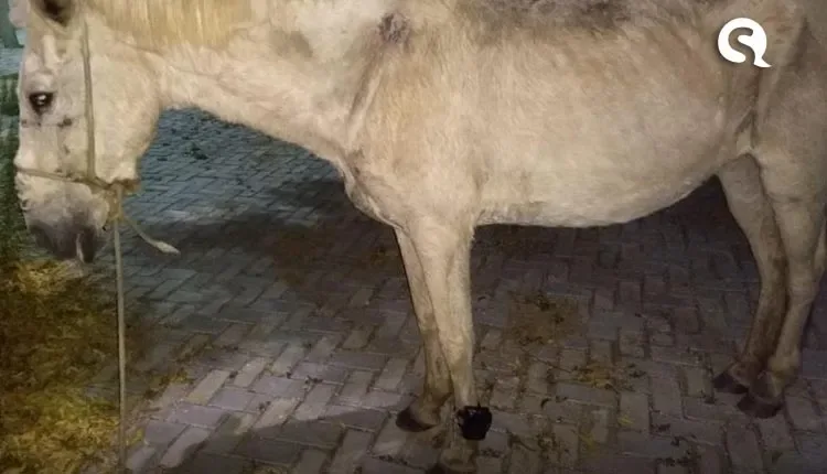 Cavalo é encontrado com tornozeleira eletrônica em Iguatu