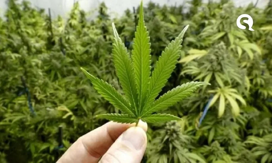 Ajuda para se libertar do álcool e das drogas