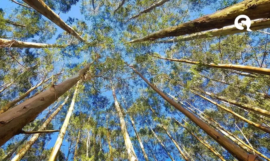 Indústria moveleira do Ceará planta floresta de eucalipto em Marco