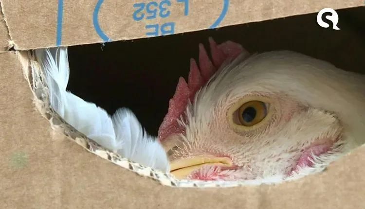 Associação investiga se embalagem causou contaminação de frango com covid