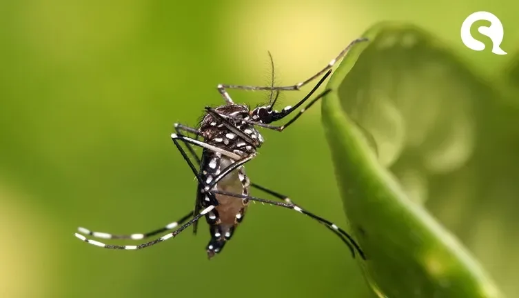 Número de óbitos por dengue em 2024 ultrapassa o de mortes por Covid-19 no Brasil