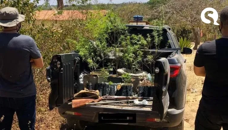 Homem é capturado com plantação de maconha e espingarda em Jardim, sul do Ceará