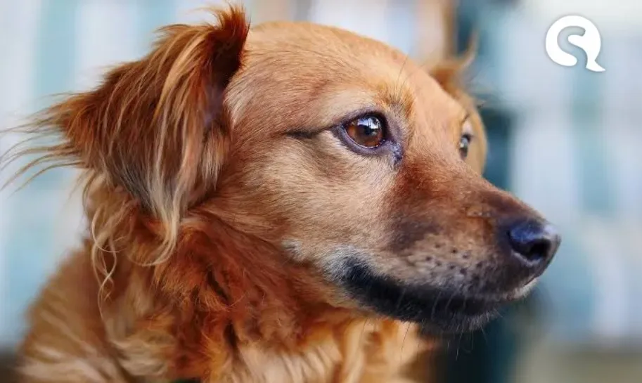 Saiba como proteger seu cachorro do contágio pelo novo coronavírus