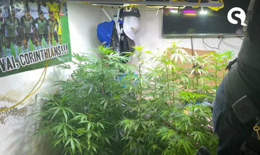 Polícia apreende maconha cultivada em residência em Caucaia/CE.