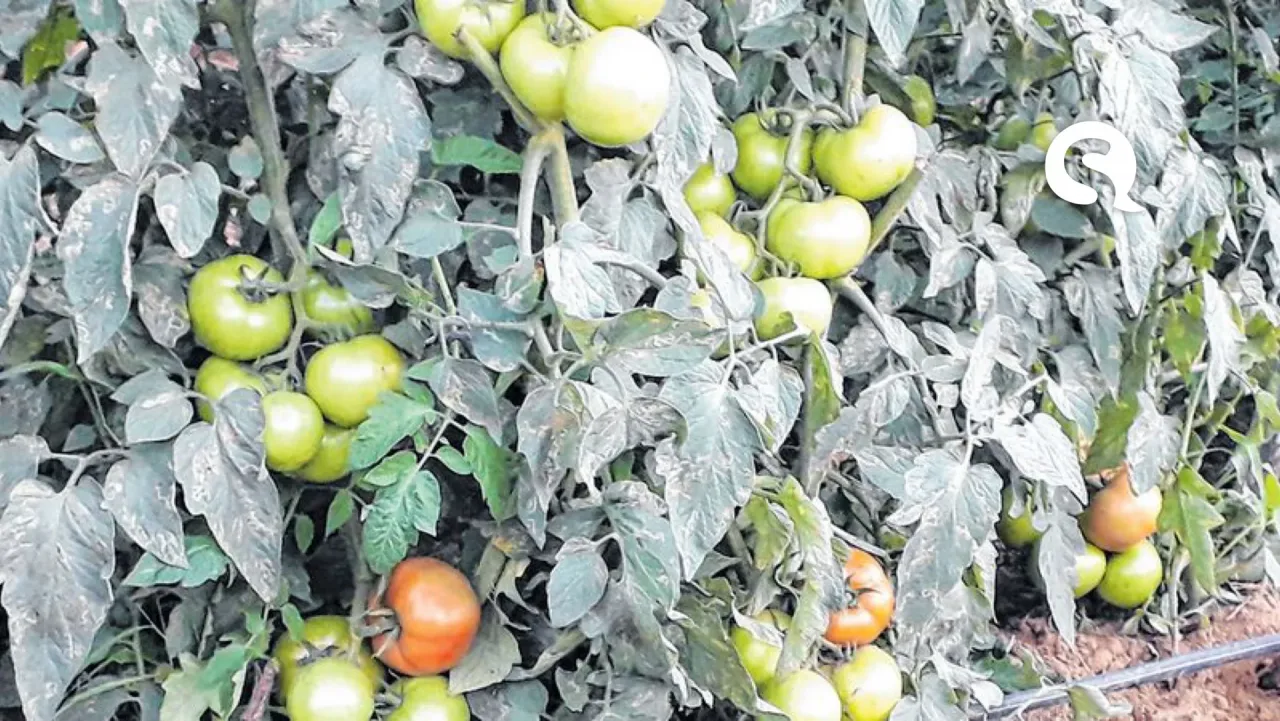 Cultivo em ambiente protegido é sucesso na Ibiapaba