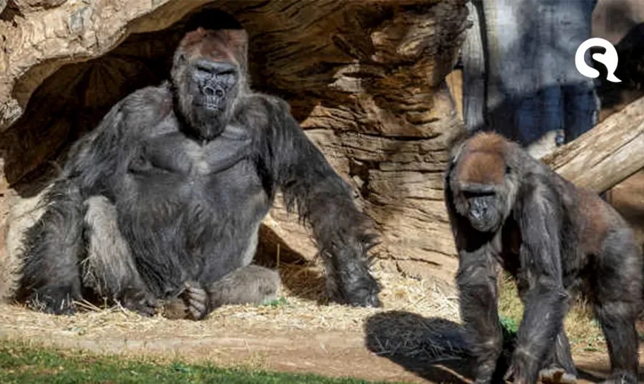 Dois gorilas de zoológico dos EUA testam positivo para covid-19