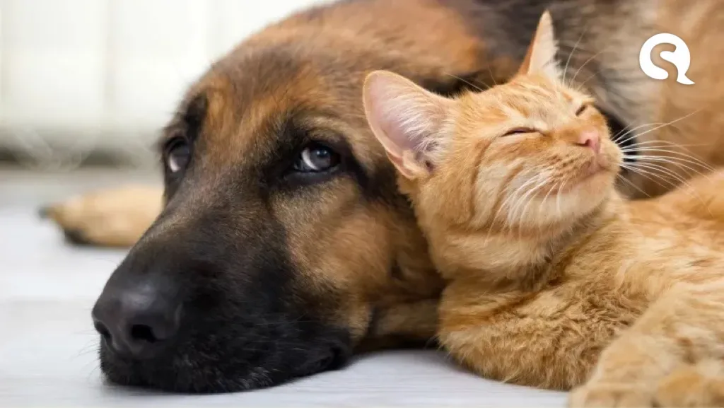Animais de estimação ficam sem lar após perderem seus donos para a Covid-19