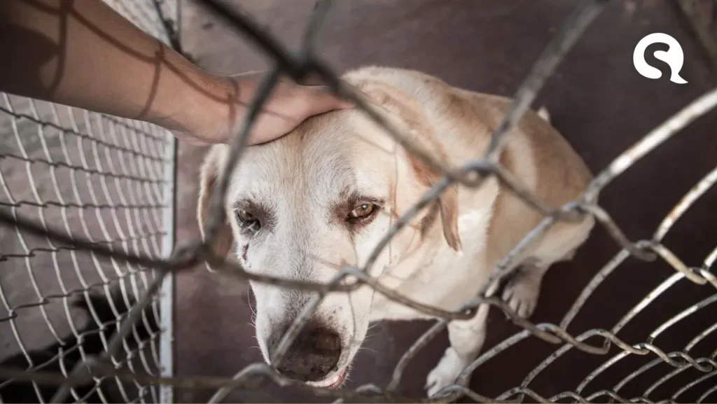Maus-tratos a animais aumentam 110% no Ceará em 2020 e já são 194 neste ano