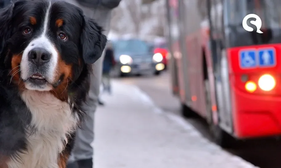 Circulação de cães e gatos está permitida em toda a rede de transporte coletivo no Ceará