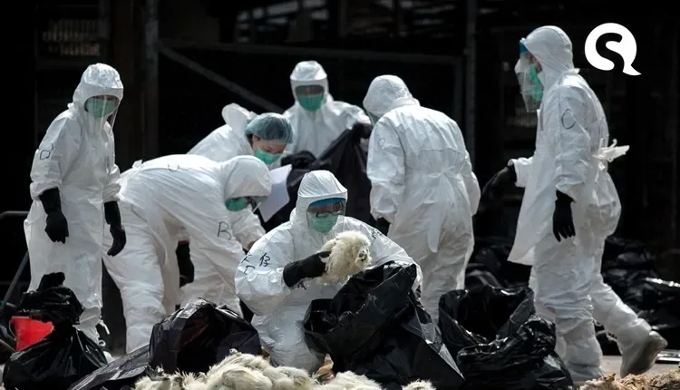 China confirma primeiro contágio humano de cepa da gripe aviária