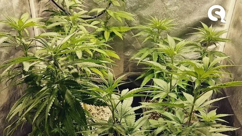 Ceará tem esboço de projeto de lei para criar Política Estadual de Cannabis para fins medicinais