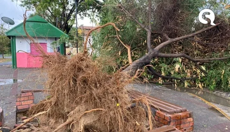 Chuva acompanhada de fortes ventos derruba pelo menos dez árvores em Sobral