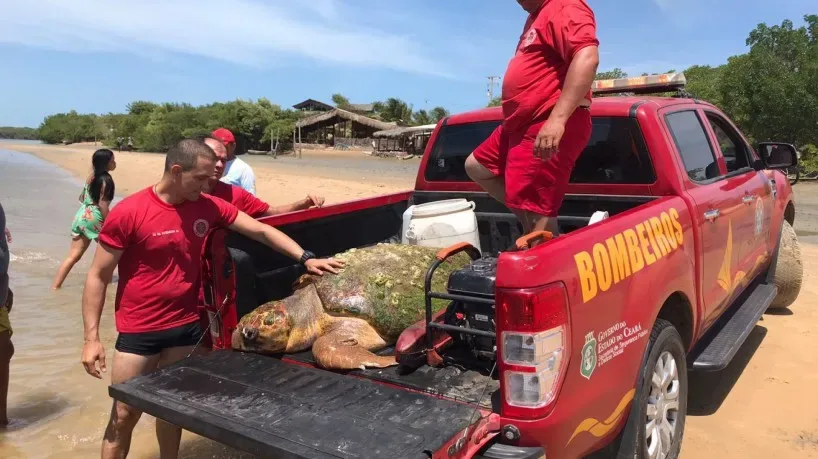 Tartaruga ameaçada de extinção com mais de 140 kg é resgatada em Amontada