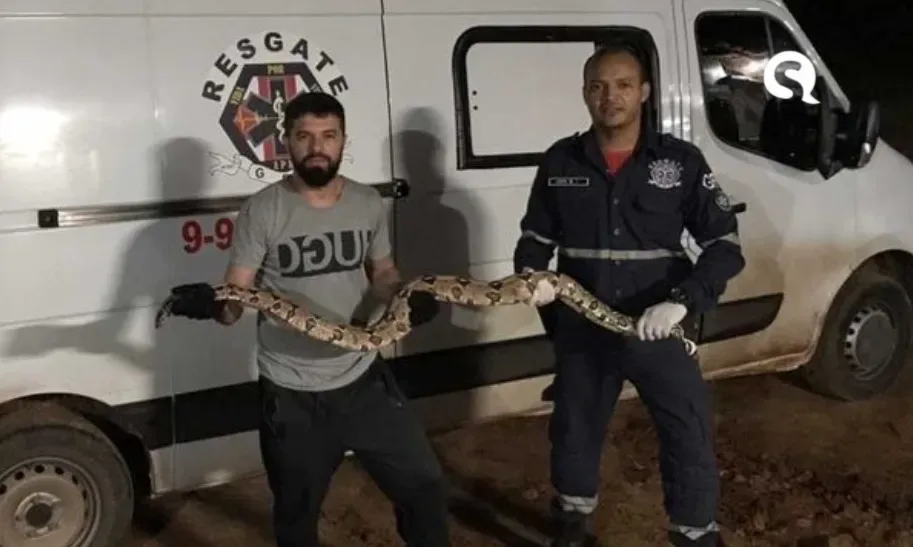JIBOIA aparece em portão de residência na zona urbana de Tianguá, e assusta moradores