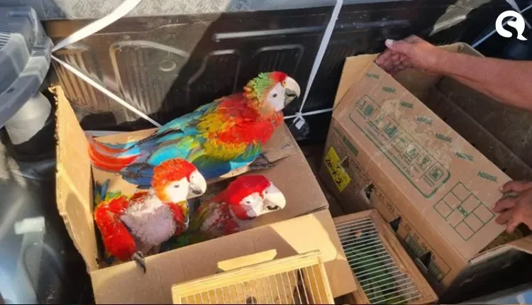 PRF apreende 32 animais silvestres transportados em condições precárias e sem autorização