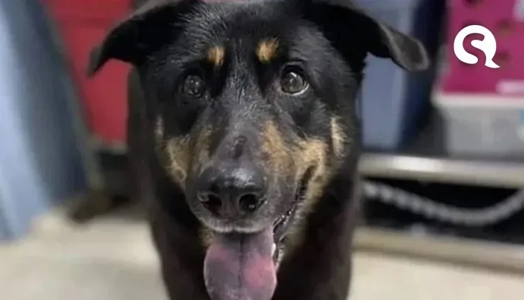 Cachorro é abandonado após tutores acreditarem que o animal é gay