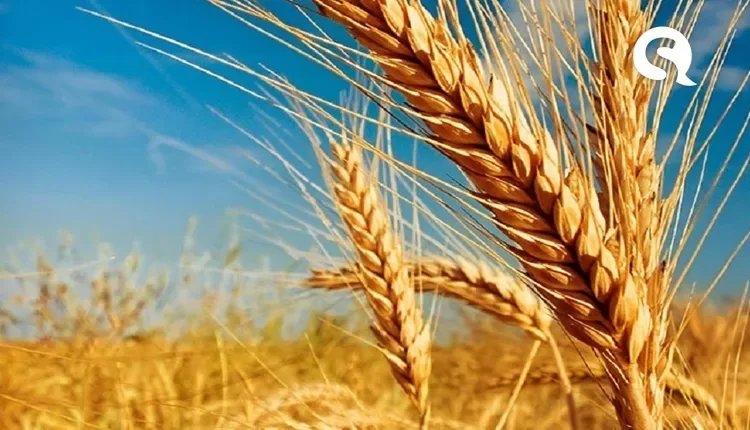 Guerra na Ucrânia faz trigo atingir o maior valor global em 14 anos