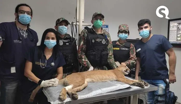 Onça-parda é resgatada na cidade de Martinópole-CE, após ser atropelada