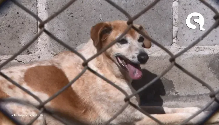 Projeto sugere criação de canis em presídios para detentos trabalharem cuidando de animais abandonados, no Ceará