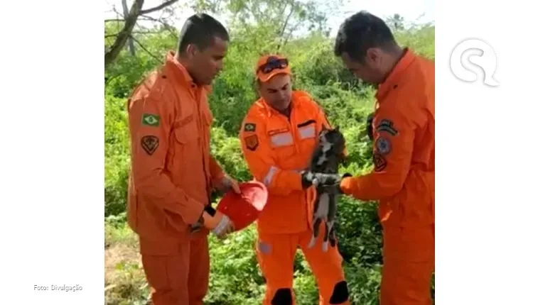 Corpo de Bombeiros resgata gato de motor de carro em Canindé