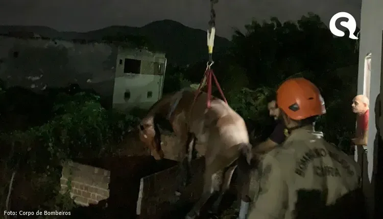 Cavalo sobe em laje de três metros de altura e é resgatado pelo Corpo de Bombeiros em Itapipoca