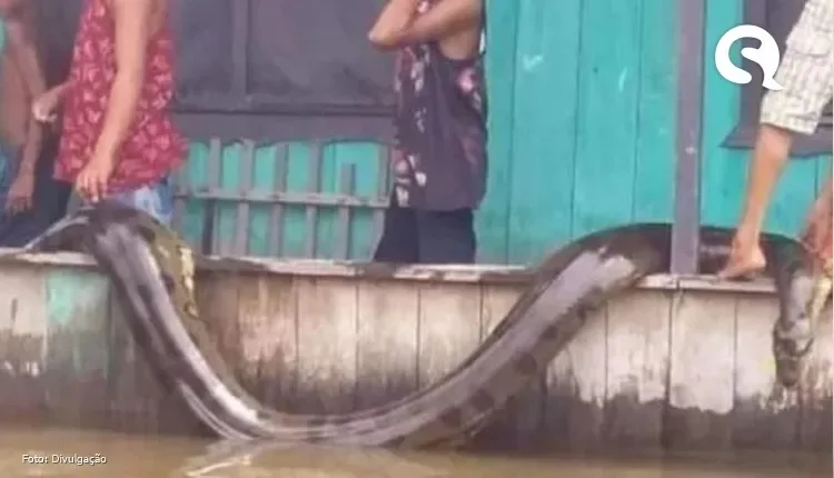 Cobra sucuri assusta moradores em cidade do Amazonas