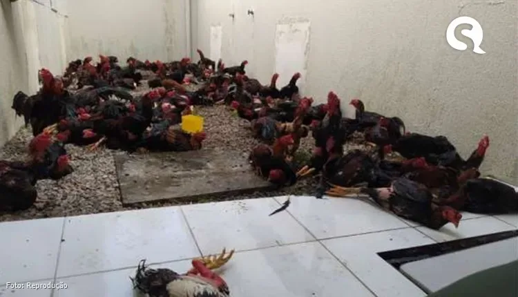 Polícia Militar encerra rinha e resgata 100 galos em maus tratos em Itapajé