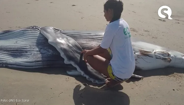 EXCLUSIVO | Filhote de baleia Jubarte encalha em praia de Morro dos Patos em Itarema