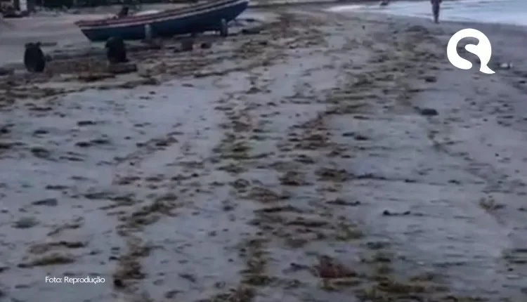 Acúmulo de algas marinhas na praia de Jericoacoara é fenômeno natural