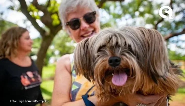 Lágrimas de alegria: cães choram quando reencontram donos, diz estudo