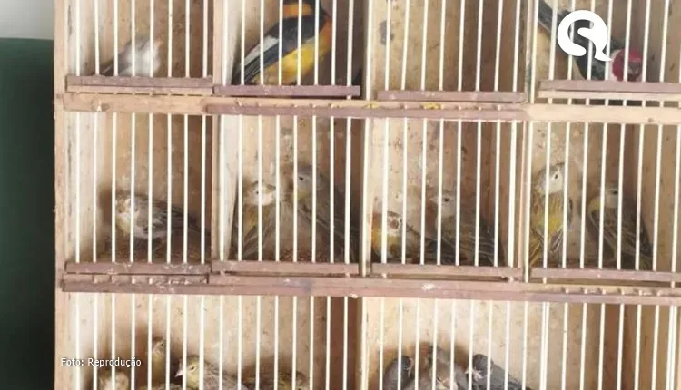 SEMA apresenta Lista Vermelha de animais ameaçados de extinção no Ceará