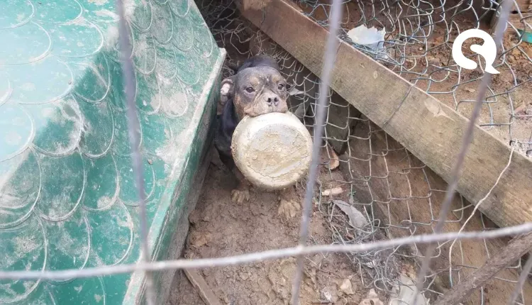 Criador de ovelhas é denunciado por matar 15 cachorros envenenados no interior do Ceará