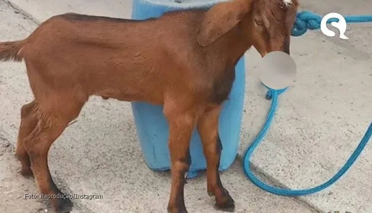 Bode é encontrado com a boca costurada e cadeado preso ao fio em MG