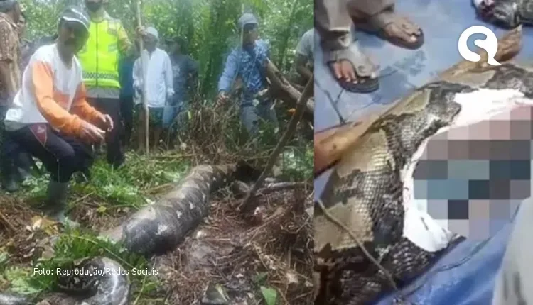 Cobra píton de quase 7 metros engole mulher na Indonésia