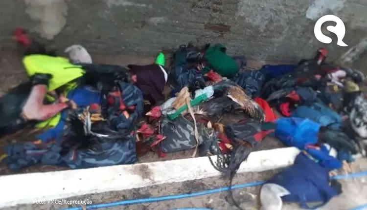 Rinha de galo é desativada e 40 animais são recuperados em Camocim, no Ceará