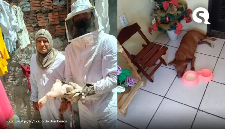Bombeiros salvam cadela e pato de ataque de abelhas em quintal de casa em Fortaleza