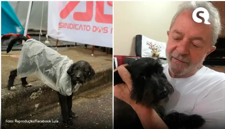 Saiba quem é Resistência, primeira cachorra que pode subir a rampa do Planalto com o presidente do Brasil