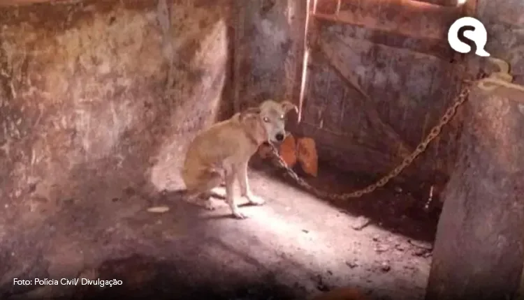 Cão vítima de maus-tratos é resgatado e adotado por policiais no interior do Ceará