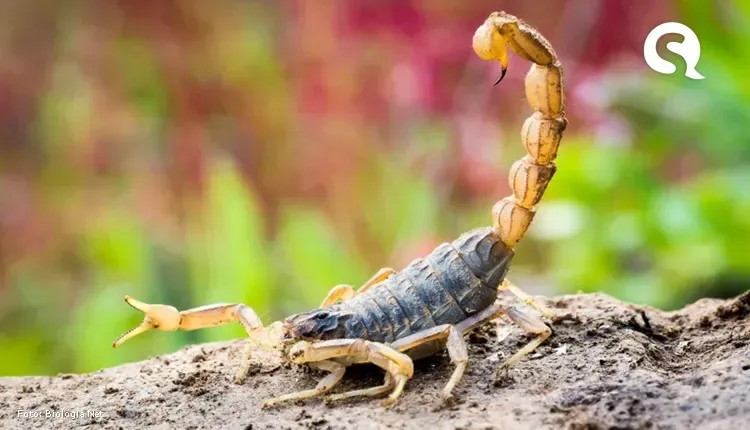 Aparecimento de escorpiões deve aumentar com o início das chuvas, alerta Zoonoses