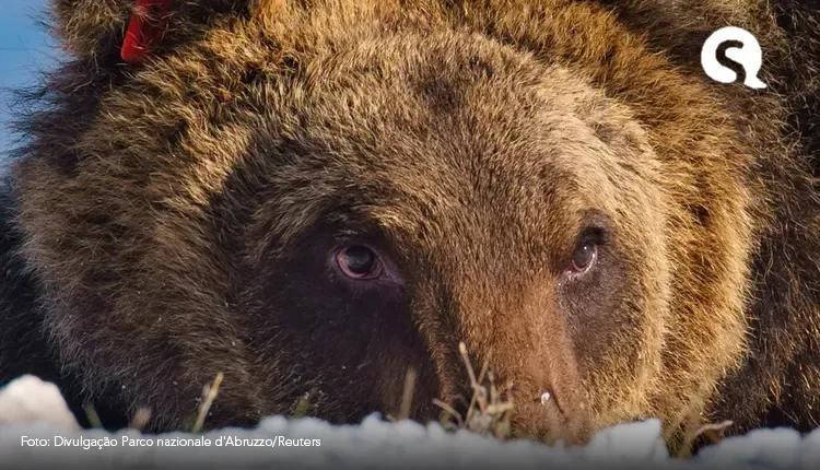 Urso ‘celebridade’, de espécie rara, morre atropelado na Itália