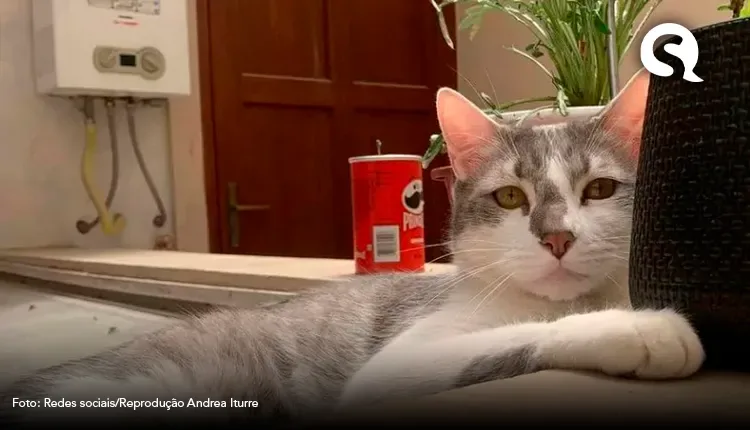 ‘Médium animal’ se une a investigadores em busca de gato desaparecido durante voo na Bolívia
