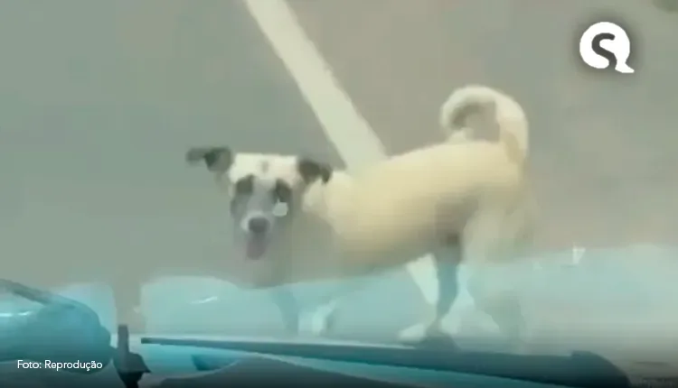 Cachorro que seguiu tutor em ambulância até hospital é adotado após morte de antigo dono