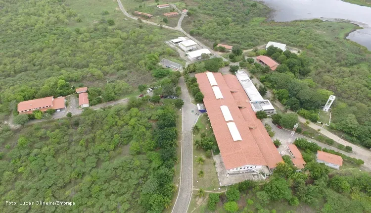 Embrapa em Sobral abre inscrições para estagiários e bolsistas de iniciação científica em 15 áreas